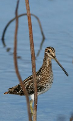 Wilson's Snipe