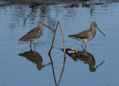 Long-billed Dowitchers