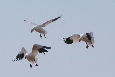 Snow geese landing