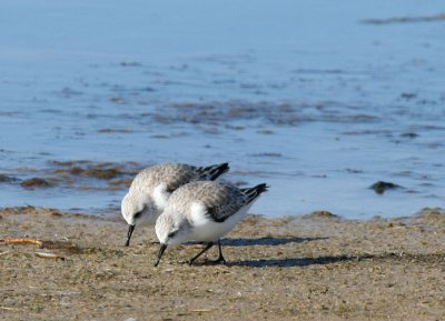 Sanderling pair