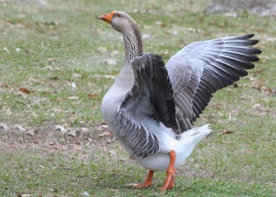 Greylag Geese