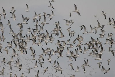 Gulls and skimmers