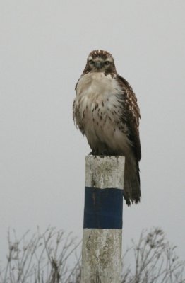 Red-tailed Hawk, Light