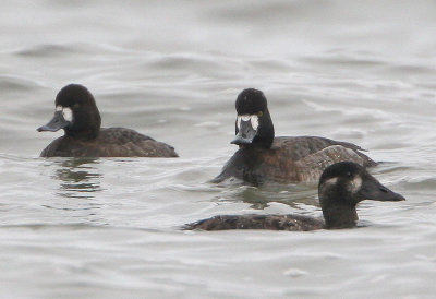 Surf scoter and  lesser scaup