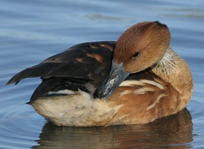 Fulvous Whistling-duck