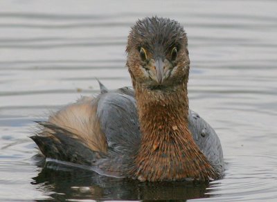 Pied-billed Grebe