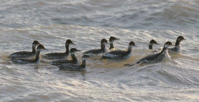 Eared grebes