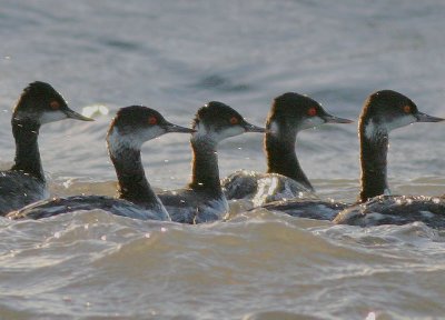 Eared Grebes