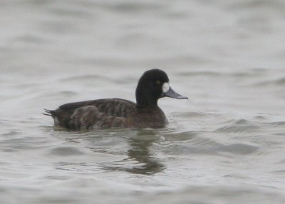 Greater scaup