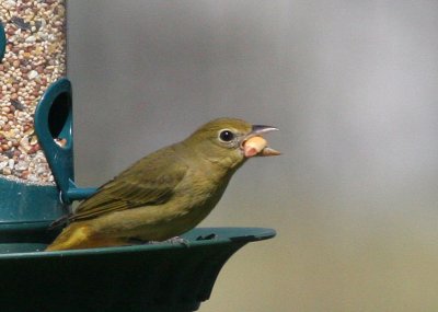 Summer Tanager