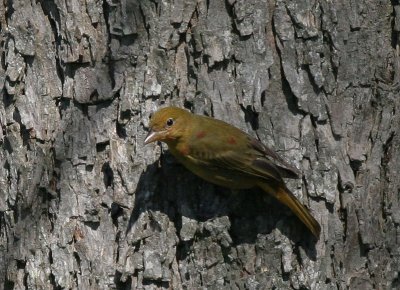 Summer Tanager