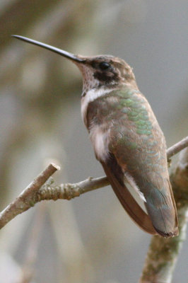 Black-chinned Hummingbird  female