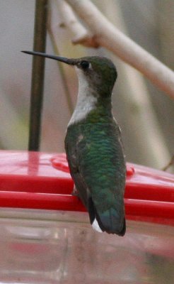 Black-chinned Hummingbird female