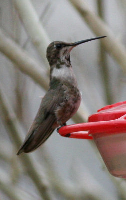 Black-chinned Hummingbird female