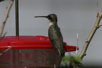 Black-chinned Hummingbird