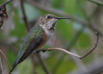 Allen's or Rufous Hummingbird