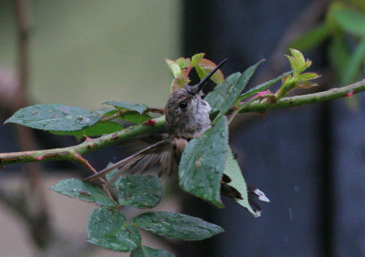 Rufous Hummingbird bath 3