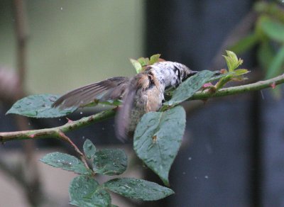 Rufous Hummingbird bath 2