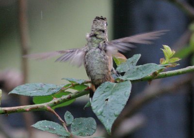 Rufous Hummingbird bath 4