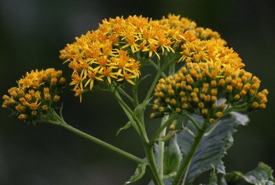 Costa Rican flowers