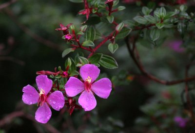 Costa Rican flowers