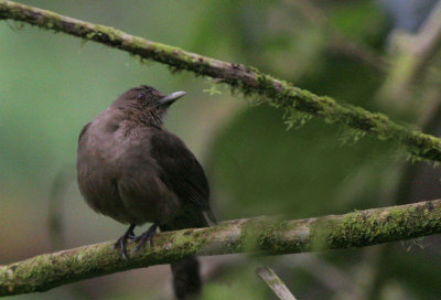 Mountain Thrush