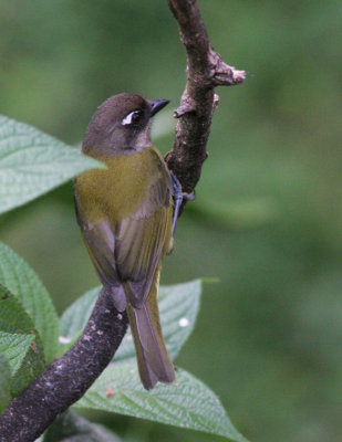 Common Bush Tanager