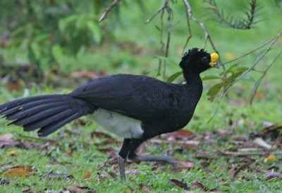 Great Curassow