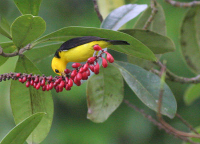 Black and yellow Tanager