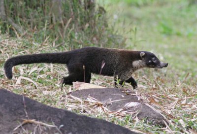 Coatimundi