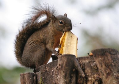 Red-tailed Squirrel (Costa Rica)