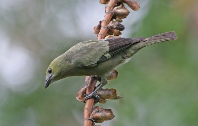 Palm Tanager