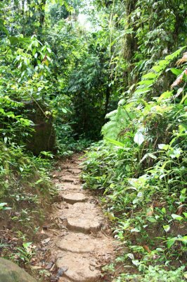 Rara Avis trail