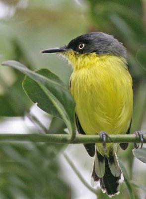 Common Tody-flycatcher