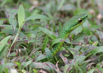 Parrot snake (Costa Rica)