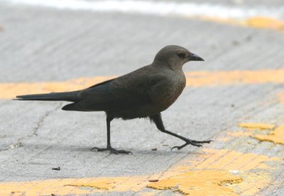 Common grackle