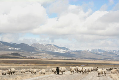 Sheep on the move