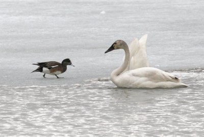 Swan and widgeon