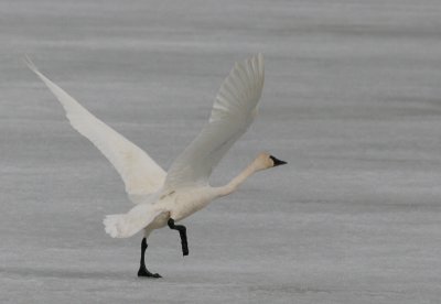 Tundra swan