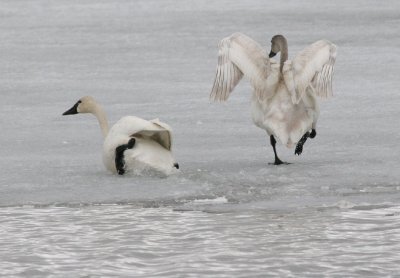 Tundra swans climbing onto the ice.