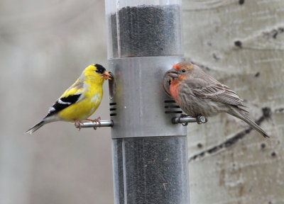 American goldfinch and house finch