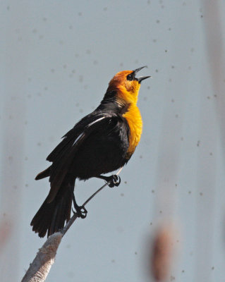 Yellow-headed blackbird with midges