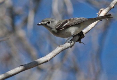 Plumbeous Vireo