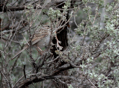 Brewer's sparrow