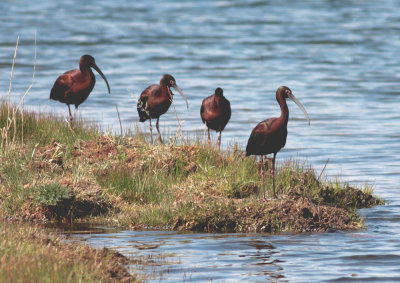 White-faced Ibis