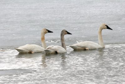 Tundra swans