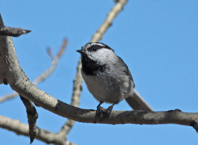 Mountain chickadee