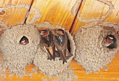 Cliff Swallow condo