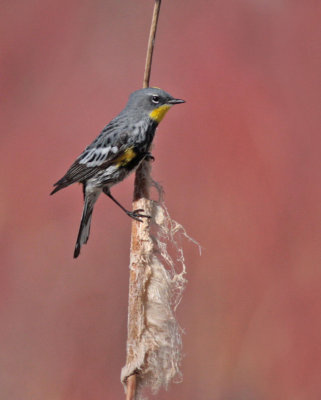 Yellow-rumped Warbler (Audubon)