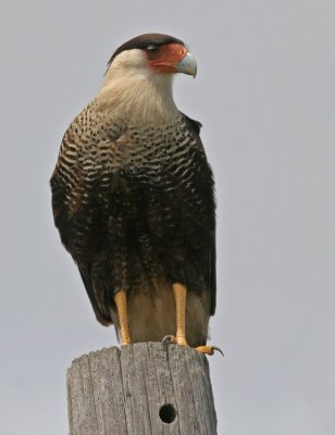 Crested Caracara